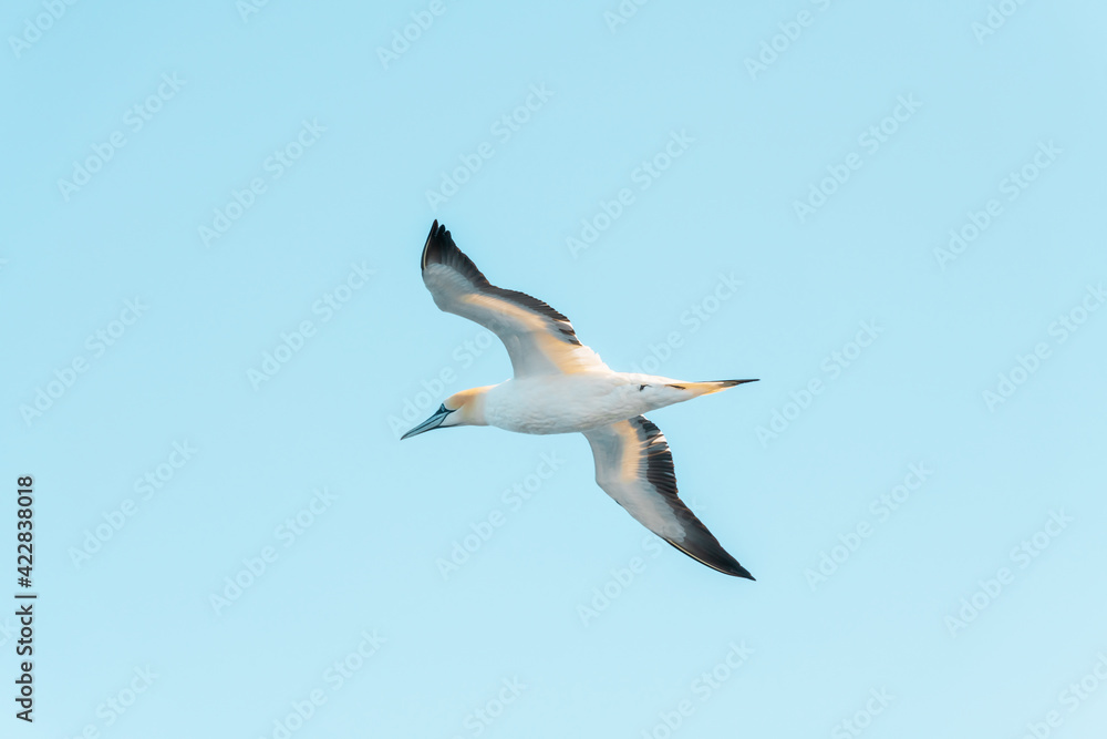 Flying gannet on blue sky. Wild animal photography Flying gannet on blue sky. Wild animal photography