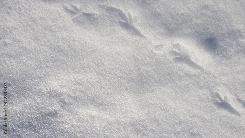 Winter background with snow close-up, top view. On a sunny day outdoors. Pure and shiny snow, with highlights and shadows. Loose gray snow, natural texture. Copy space, no people, footprints of birds.