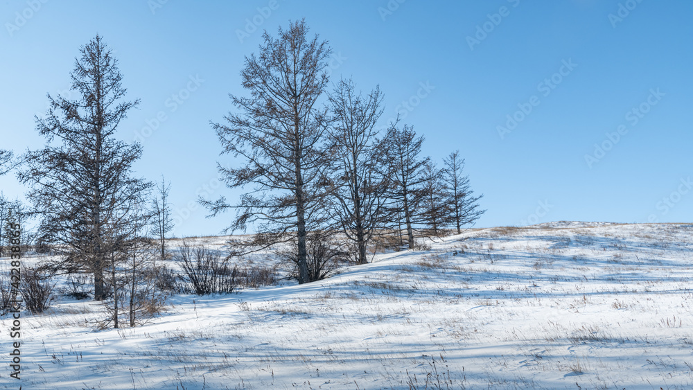 Young larches in the snow-covered steppe Young larches in the snow-covered steppe