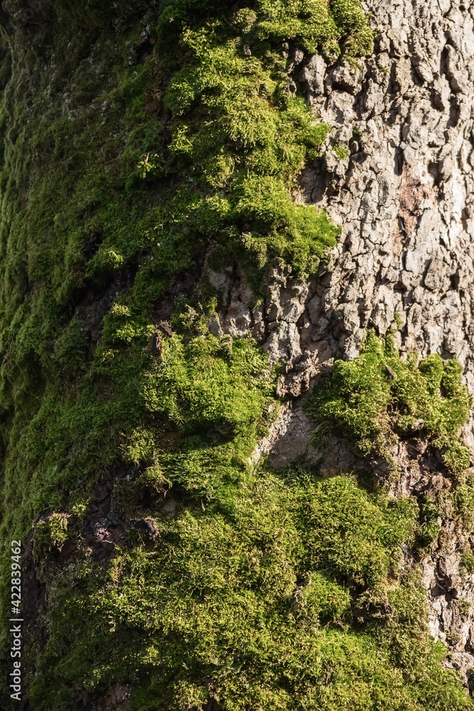 natural background. intricate pattern of tree bark. natural background. intricate pattern of tree bark.