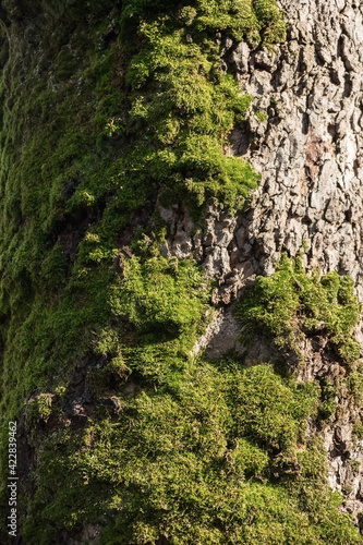 natural background. intricate pattern of tree bark.