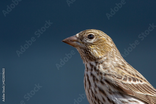 A cassin's finch in profile