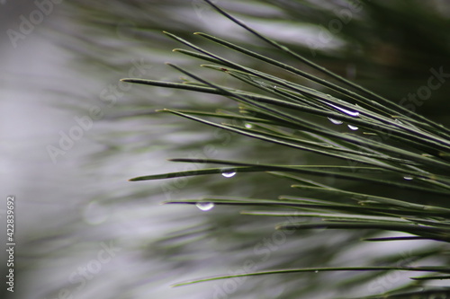 grass in the wind