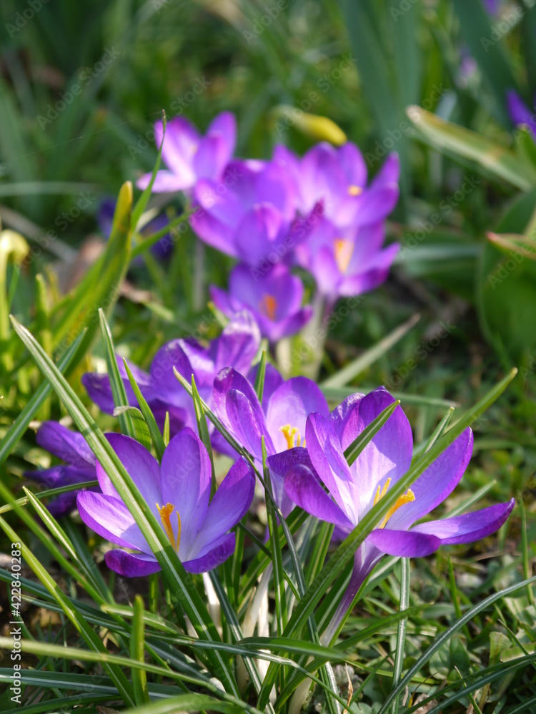 Fototapeta premium Krokusse