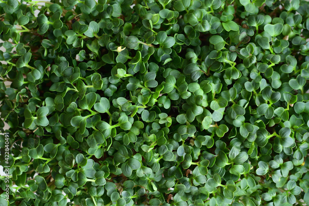 microgreen Foliage Background. Close-up of radish microgreens.Vitamins on windowsill. Vegan and healthy superfood.Spring avitaminosis microgreen Foliage Background. Close-up of radish microgreens.Vitamins on windowsill. Vegan and healthy superfood.Spring avitaminosis