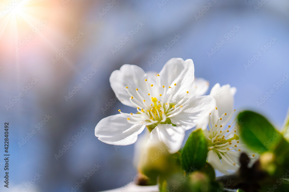 Obraz premium Beautiful cherry blossom sakura full bloom time over blue sky Flowers Japanese flowering cherry on Sakura tree on spring sunny day Beautiful nature scene with flowering tree and sun sky. Soft focus 