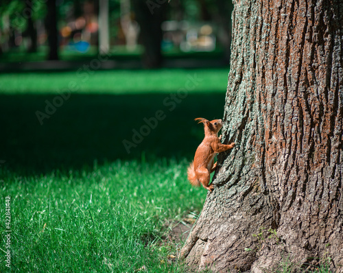 squirrel on a tree © romkashyrin