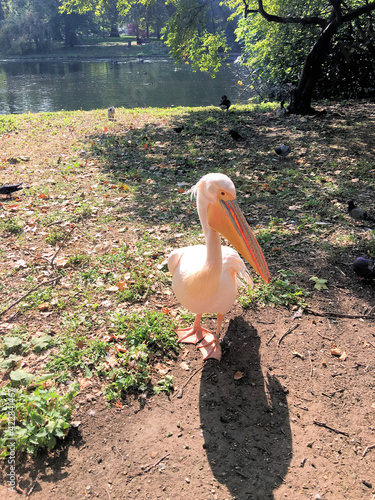 A close up of a Pelican