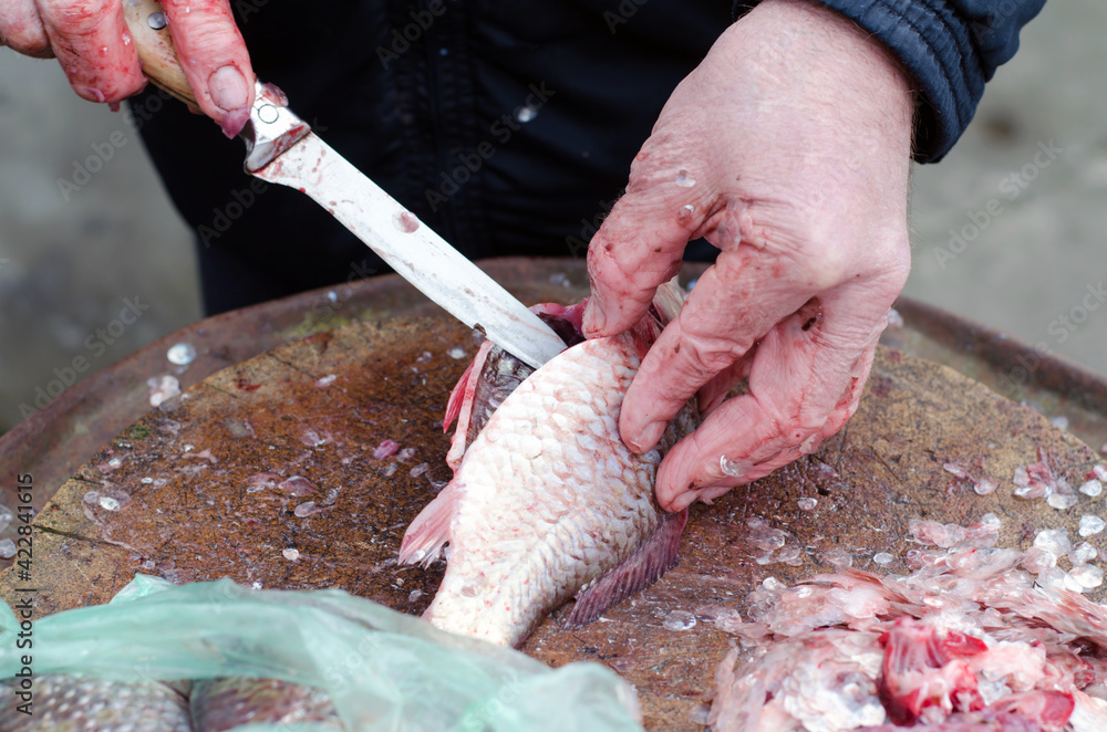 Men's hands clean and cut the fish. Preparing fish for cooking