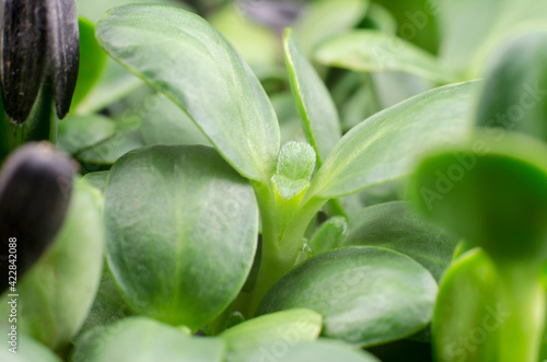 Sunflower sprouts macro photography. Food for vegetarians. Healthy food concept