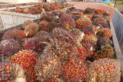 Harvested fruits of dende oil palm (elaeis guineensis), stored in a container before being pressed for oil extraction, Brazil photo