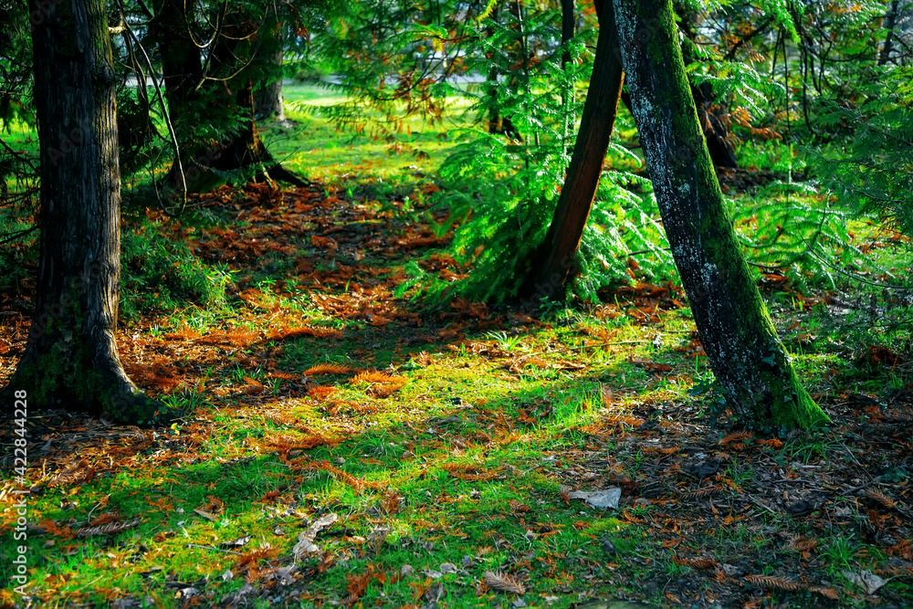 Beautiful Roosters and chickens, walking around the clearing. Beautiful Roosters and chickens, walking around the clearing.