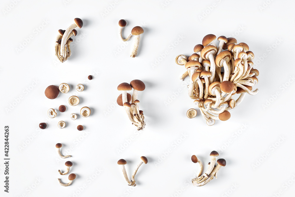 Collage of fresh whole and sliced honey mushrooms isolated on white background. View from above Collage of fresh whole and sliced honey mushrooms isolated on white background. View from above