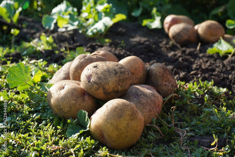 A large beautiful potato freshly dug lies in the garden, harvesting potatoes on a sunny, clear day. A large beautiful potato freshly dug lies in the garden, harvesting potatoes on a sunny, clear day.