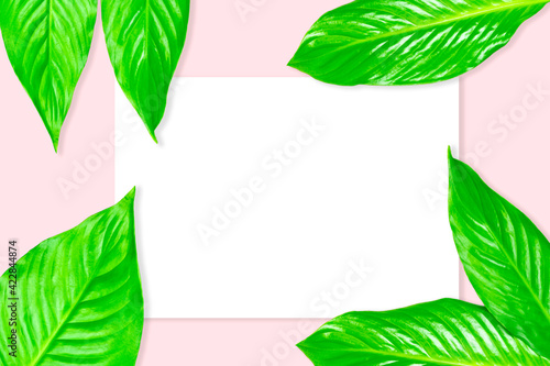 Creative layout from green leaves on a bright background.   opy spa  e