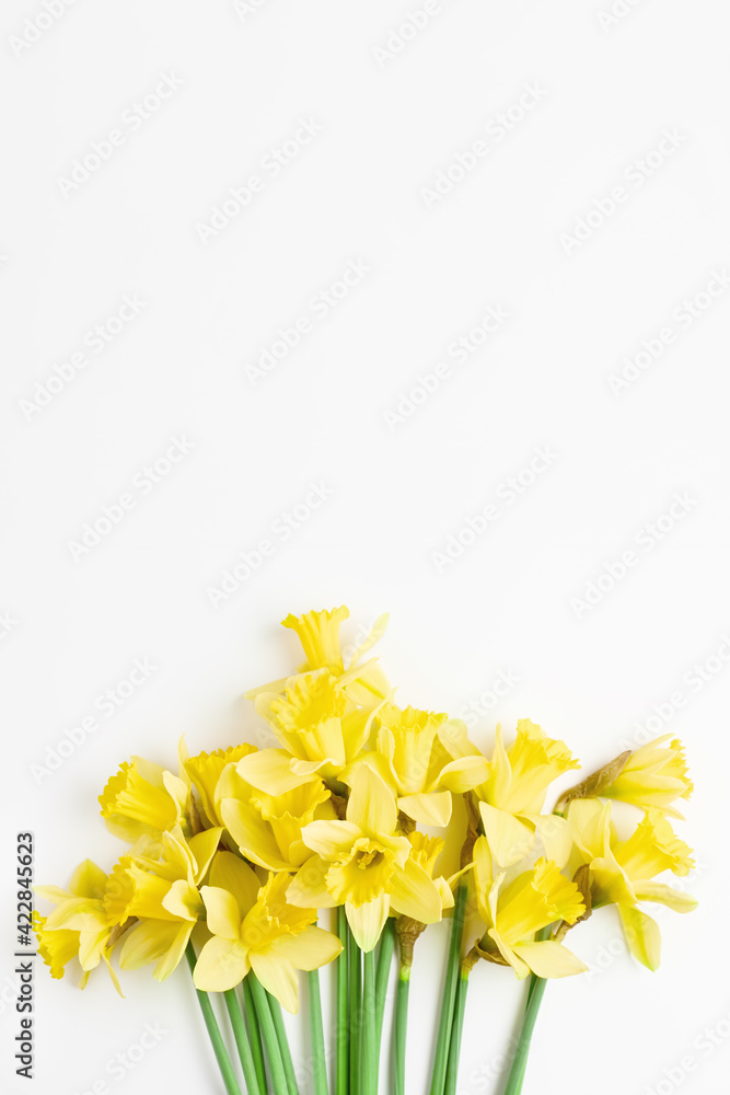floral banner. beautiful bouquet of fresh daffodils of yellow color on a white background. simple holiday spring greeting card, invitation card. top view, flat lay
