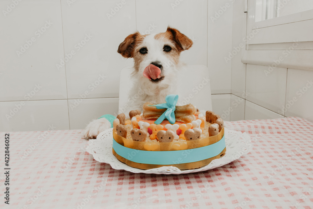 Jack russell cake cheap