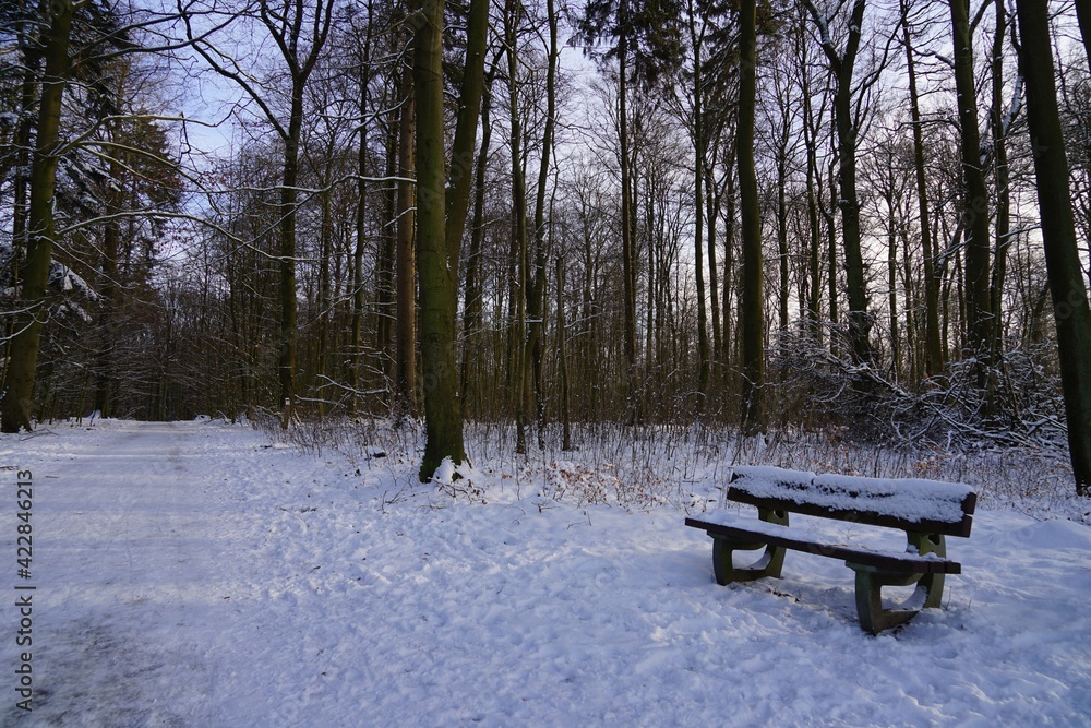 bench in forest, sun through winter trees in local forest - suburb of Hamburg