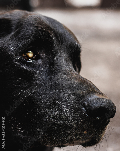 Black dog portrait