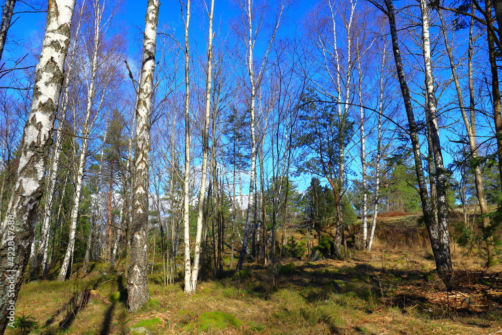 Deep inside a old Swedish forest. Plenty of trunks and trees. Sunny spring weather outside. Some shade and shadows. Mostly pine and fir tree. Stockholm, Sweden, Europe.