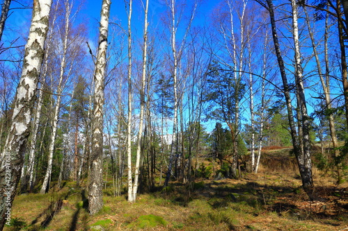 Photography Deep inside a old Swedish forest