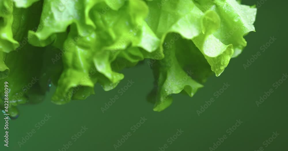 Lettuce leaves on green studio background. Vitamins, healthy eating dieting concept. Close up video Lettuce leaves on green studio background. Vitamins, healthy eating dieting concept. Close up video
