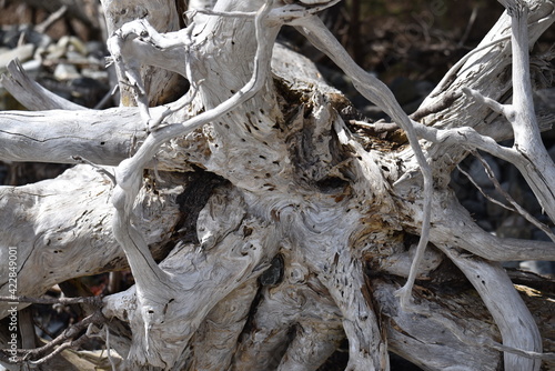 Old Drift Wood