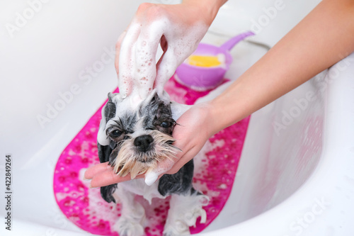 Billede på lærred dog in grooming salon; dog get shower; domestic animal get beauty procedures in beauty salon for dogs