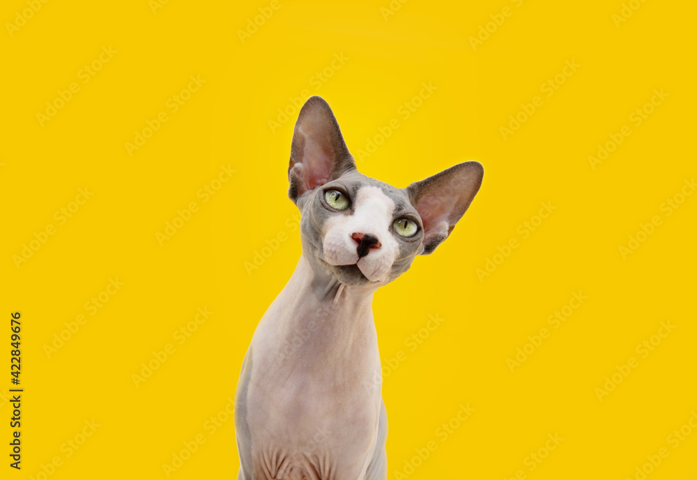 Portrait attentive and curios sphynx cat tilting head side. Isolated on yellow background