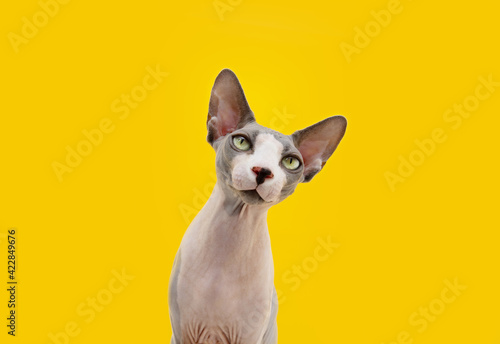 Portrait attentive and curios sphynx cat tilting head side. Isolated on yellow background © Sandra