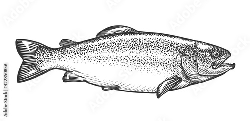 Sketch of trout in vintage engraving style. Hand drawn vector illustration of fish isolated on white background