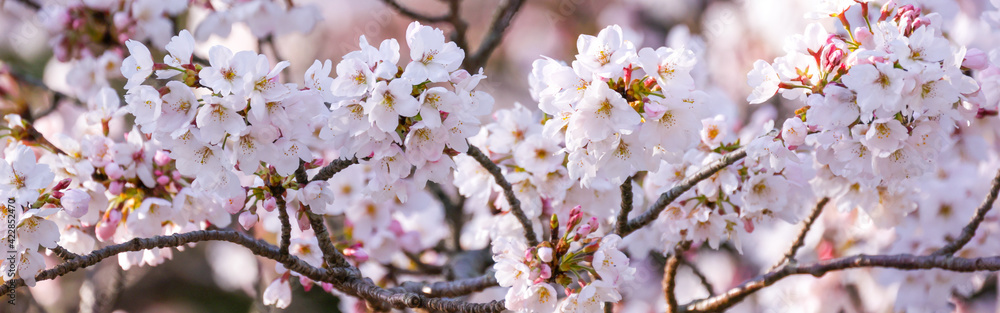 バナーサイズに切り抜いた桜画像 バナーサイズに切り抜いた桜画像