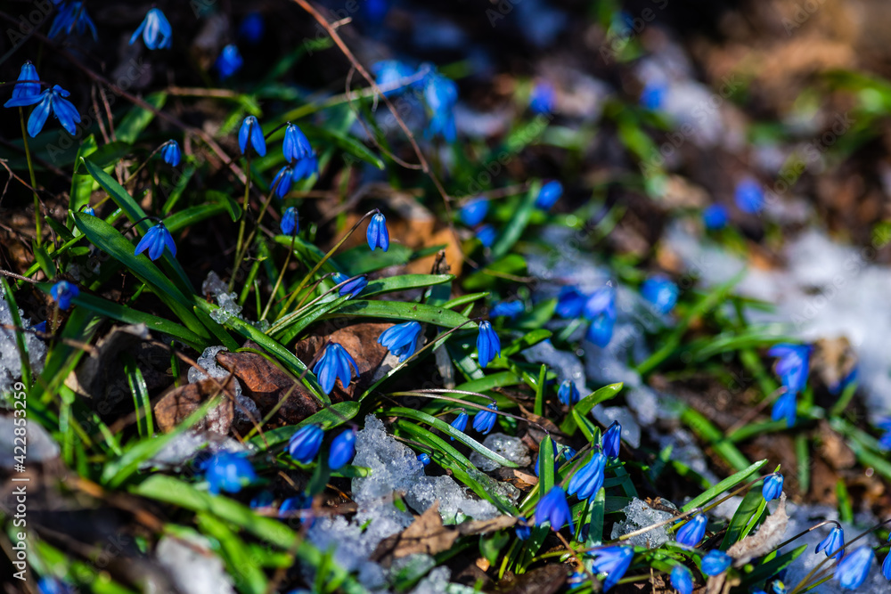 First blue flowers in a forest