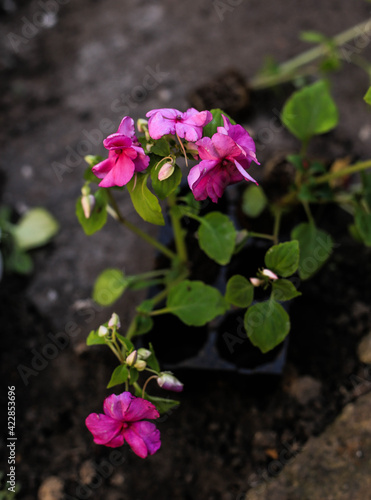 flower in the garden