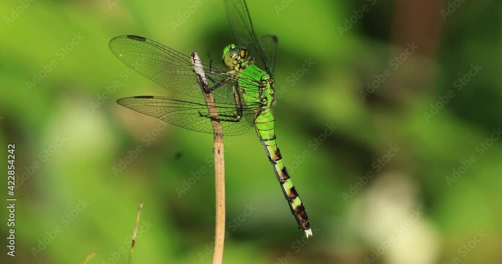 Female Eastern Pondhawk, Erythemis simplicicollis, perched Female Eastern Pondhawk, Erythemis simplicicollis, perched