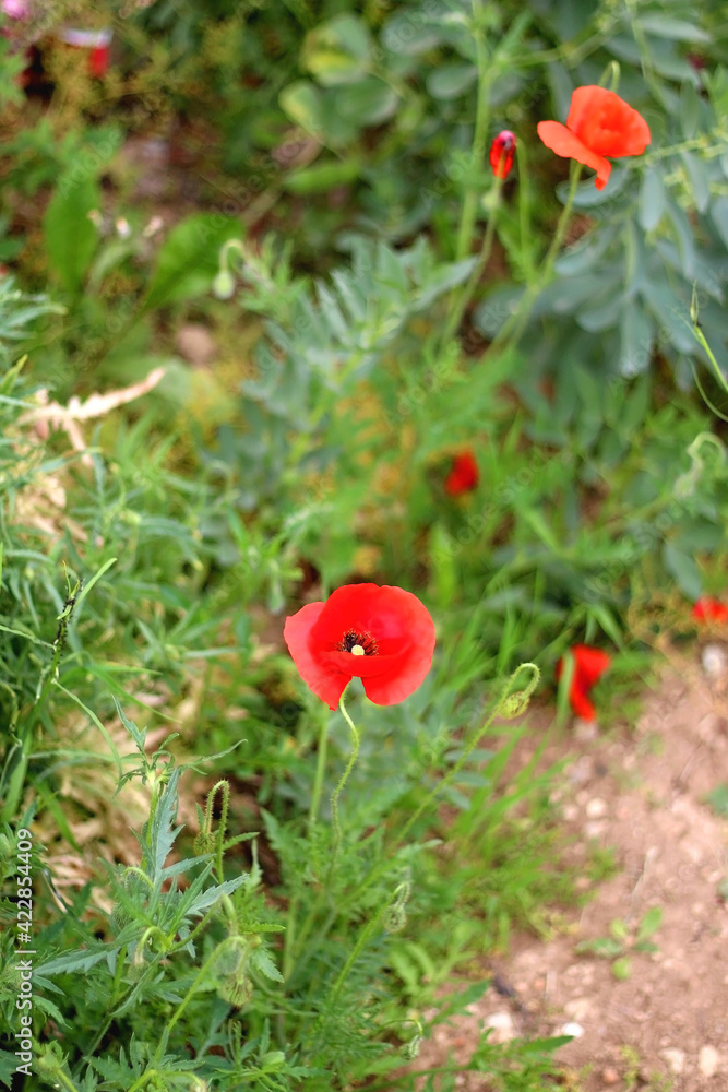 Poppy flower in a field. Selective focus. Poppy flower in a field. Selective focus.
