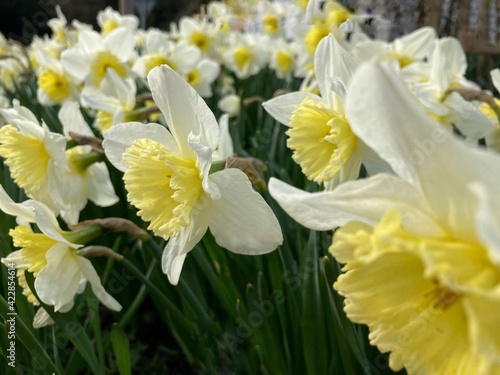 White and yellow daffodils in spring. © Nadya