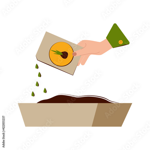 Growing seedlings at home. Self-cultivation of seedlings. The hand pours the seed from the bag into the prepared ground.