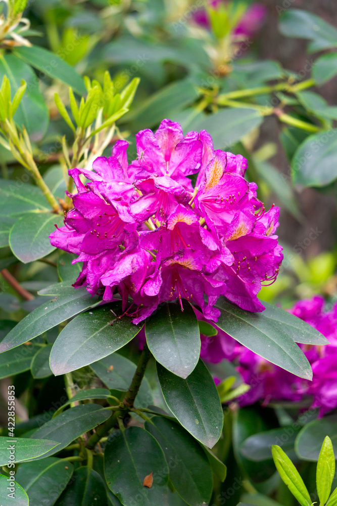 Beautiful lilac rhododendron flowers in the garden. Beautiful lilac rhododendron flowers in the garden.