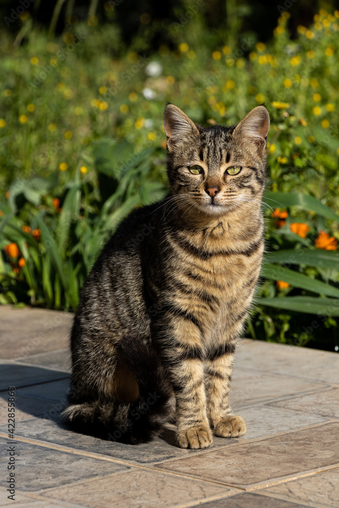 Little cat in the garden Little cat in the garden
