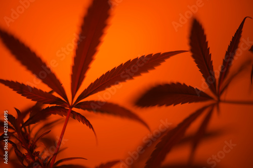 Cannabis  Orange Filter