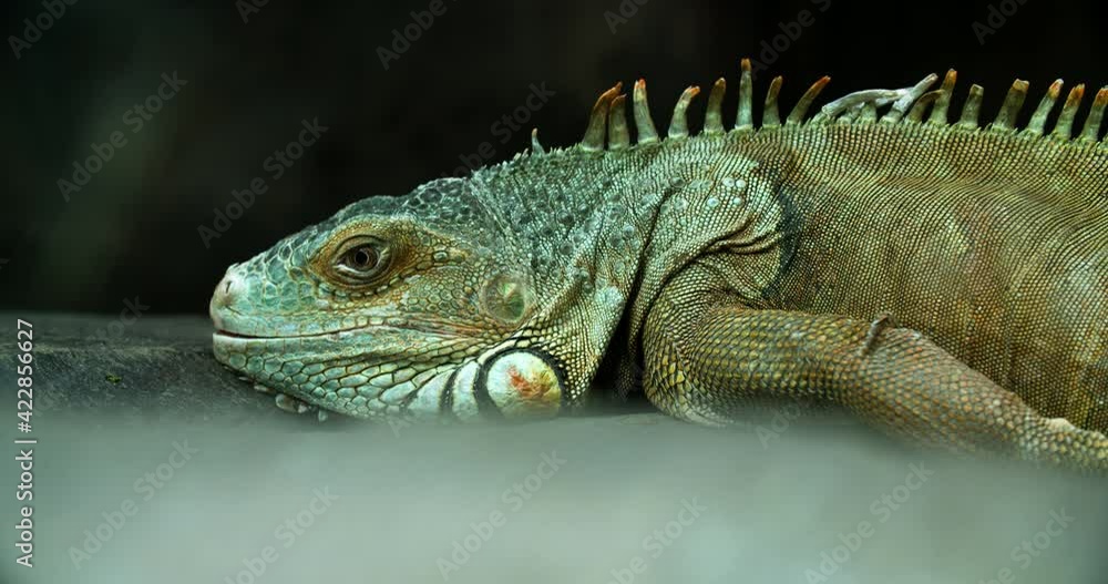 Iguana also known as Common iguana or American iguana. Selective focus. Iguana also known as Common iguana or American iguana. Selective focus.