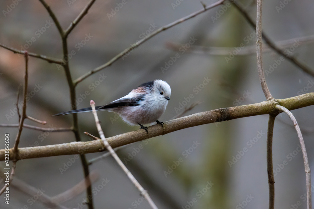 A tail tit looking for food at a feeder hanging from a branch in the forest