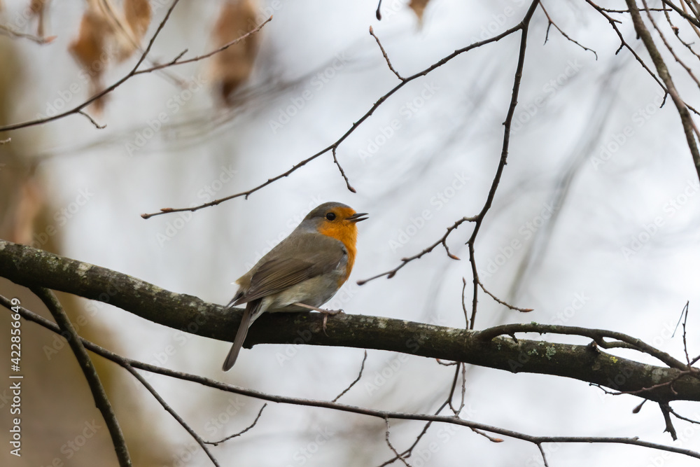 Robin the bird of the year 2021 on a branch Robin the bird of the year 2021 on a branch