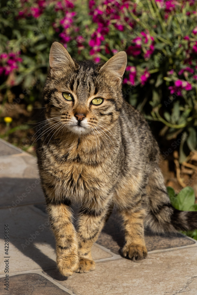 Little cat in the garden Little cat in the garden