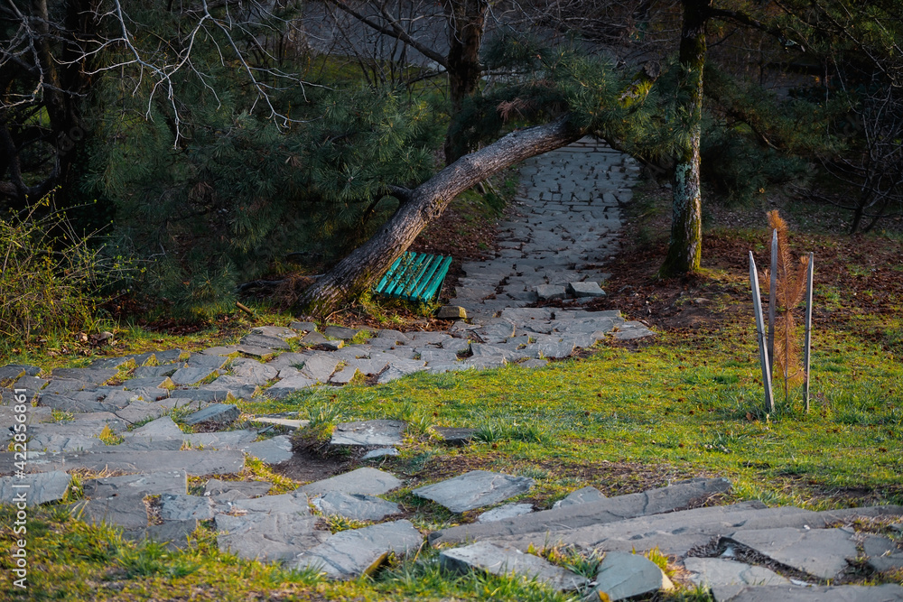 A well-trodden trail or hiking trail through the forest. Trees in the park. Evening forest. A well-trodden trail or hiking trail through the forest. Trees in the park. Evening forest.