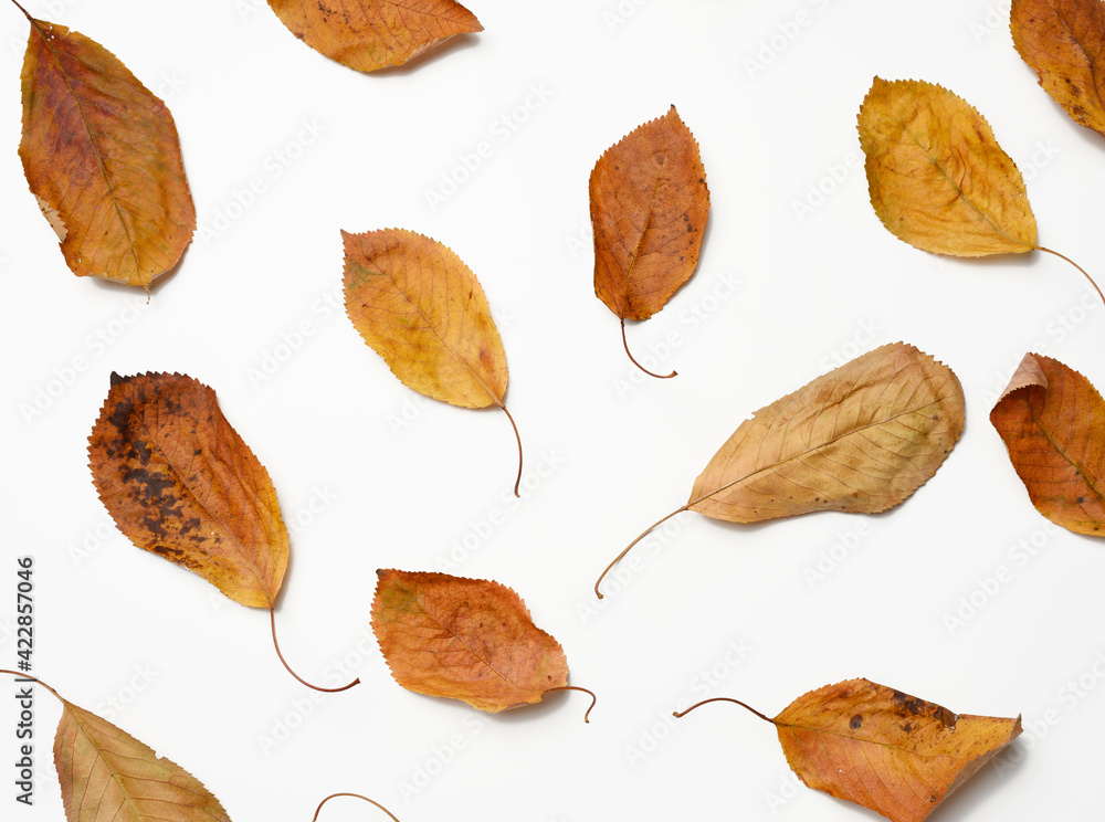 dry golden cherry leaves on white background dry golden cherry leaves on white background