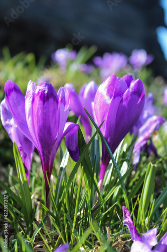 Wild purple crocuses blooming in their natural environment in the mountains
