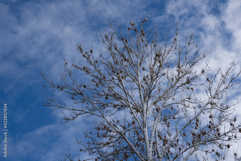 tree tops in winter with many branches without leaves on which white tree tops in winter with many branches without leaves on which white