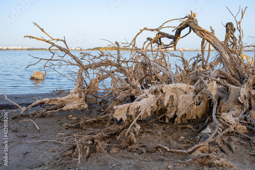 Broken dead tree branch on the shore of Larnaca salt-lake in Cyprus.